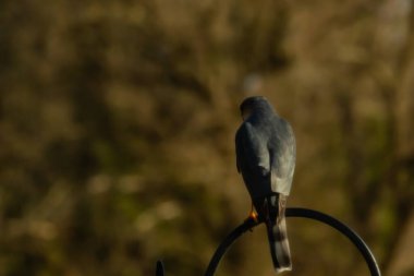 Bu güzel Cooper 'ın kulaklığı siyah metal kancaya tünemişti. Yırtıcı kuş avını arıyordu. Bu kuşun donuk gri renkli tüyleri çevreye karışıyor..
