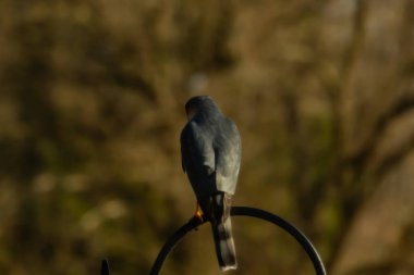 Bu güzel Cooper 'ın kulaklığı siyah metal kancaya tünemişti. Yırtıcı kuş avını arıyordu. Bu kuşun donuk gri renkli tüyleri çevreye karışıyor..