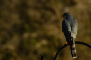 Bu güzel Cooper 'ın kulaklığı siyah metal kancaya tünemişti. Yırtıcı kuş avını arıyordu. Bu kuşun donuk gri renkli tüyleri çevreye karışıyor..