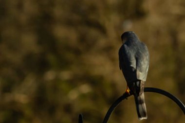 Bu güzel Cooper 'ın kulaklığı siyah metal kancaya tünemişti. Yırtıcı kuş avını arıyordu. Bu kuşun donuk gri renkli tüyleri çevreye karışıyor..