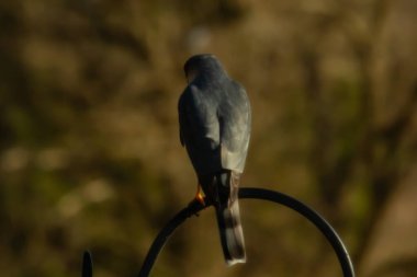 Bu güzel Cooper 'ın kulaklığı siyah metal kancaya tünemişti. Yırtıcı kuş avını arıyordu. Bu kuşun donuk gri renkli tüyleri çevreye karışıyor..