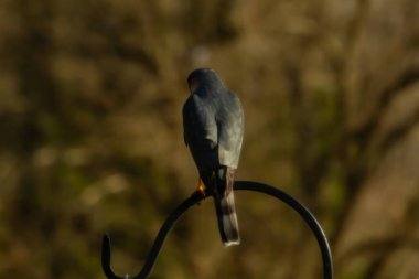 Bu güzel Cooper 'ın kulaklığı siyah metal kancaya tünemişti. Yırtıcı kuş avını arıyordu. Bu kuşun donuk gri renkli tüyleri çevreye karışıyor..