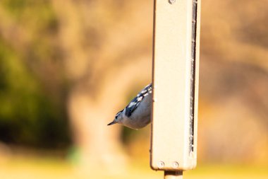 Ağaç dalında bir kuş
