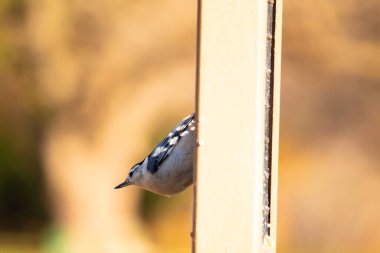 Şirin bir kuşun yakın plan fotoğrafı.