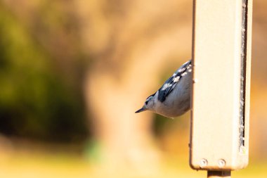 Güzel bir kuşun yakın çekimi.