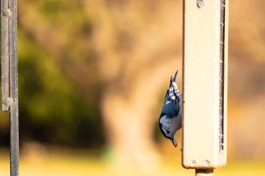 Bu küçük tatlı tımarhane, bu fotoğraf çekildiğinde süet besleyiciye tutunuyordu. Küçük kuş bana neredeyse siyah beyaz tüylü bir pengueni anımsatıyor. Kuşumuz biraz yemek için dışarı çıktı..