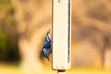 Bu küçük tatlı tımarhane, bu fotoğraf çekildiğinde süet besleyiciye tutunuyordu. Küçük kuş bana neredeyse siyah beyaz tüylü bir pengueni anımsatıyor. Kuşumuz biraz yemek için dışarı çıktı..