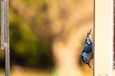 Bu küçük tatlı tımarhane, bu fotoğraf çekildiğinde süet besleyiciye tutunuyordu. Küçük kuş bana neredeyse siyah beyaz tüylü bir pengueni anımsatıyor. Kuşumuz biraz yemek için dışarı çıktı..