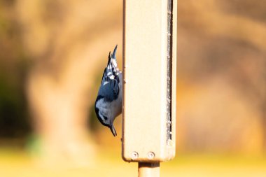 Bu küçük tatlı tımarhane, bu fotoğraf çekildiğinde süet besleyiciye tutunuyordu. Küçük kuş bana neredeyse siyah beyaz tüylü bir pengueni anımsatıyor. Kuşumuz biraz yemek için dışarı çıktı..