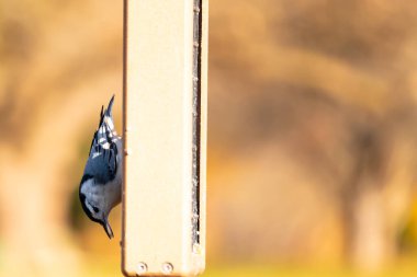Bu küçük tatlı tımarhane, bu fotoğraf çekildiğinde süet besleyiciye tutunuyordu. Küçük kuş bana neredeyse siyah beyaz tüylü bir pengueni anımsatıyor. Kuşumuz biraz yemek için dışarı çıktı..