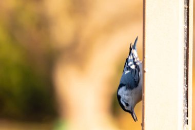 Bu küçük tatlı tımarhane, bu fotoğraf çekildiğinde süet besleyiciye tutunuyordu. Küçük kuş bana neredeyse siyah beyaz tüylü bir pengueni anımsatıyor. Kuşumuz biraz yemek için dışarı çıktı..