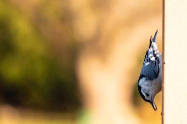 Bu küçük tatlı tımarhane, bu fotoğraf çekildiğinde süet besleyiciye tutunuyordu. Küçük kuş bana neredeyse siyah beyaz tüylü bir pengueni anımsatıyor. Kuşumuz biraz yemek için dışarı çıktı..