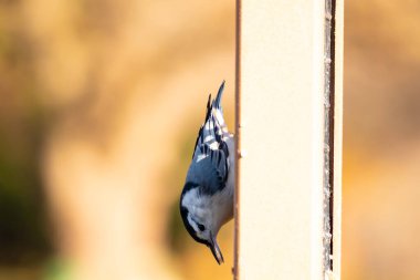 Bu küçük tatlı tımarhane, bu fotoğraf çekildiğinde süet besleyiciye tutunuyordu. Küçük kuş bana neredeyse siyah beyaz tüylü bir pengueni anımsatıyor. Kuşumuz biraz yemek için dışarı çıktı..