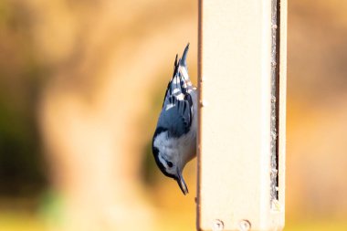 Bu küçük tatlı tımarhane, bu fotoğraf çekildiğinde süet besleyiciye tutunuyordu. Küçük kuş bana neredeyse siyah beyaz tüylü bir pengueni anımsatıyor. Kuşumuz biraz yemek için dışarı çıktı..