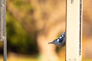 Bu küçük tatlı tımarhane, bu fotoğraf çekildiğinde süet besleyiciye tutunuyordu. Küçük kuş bana neredeyse siyah beyaz tüylü bir pengueni anımsatıyor. Kuşumuz biraz yemek için dışarı çıktı..