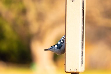 Bu küçük tatlı tımarhane, bu fotoğraf çekildiğinde süet besleyiciye tutunuyordu. Küçük kuş bana neredeyse siyah beyaz tüylü bir pengueni anımsatıyor. Kuşumuz biraz yemek için dışarı çıktı..