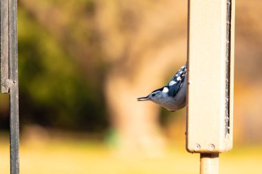 Bu küçük tatlı tımarhane, bu fotoğraf çekildiğinde süet besleyiciye tutunuyordu. Küçük kuş bana neredeyse siyah beyaz tüylü bir pengueni anımsatıyor. Kuşumuz biraz yemek için dışarı çıktı..