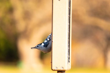 Bu küçük tatlı tımarhane, bu fotoğraf çekildiğinde süet besleyiciye tutunuyordu. Küçük kuş bana neredeyse siyah beyaz tüylü bir pengueni anımsatıyor. Kuşumuz biraz yemek için dışarı çıktı..