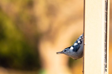 Bu küçük tatlı tımarhane, bu fotoğraf çekildiğinde süet besleyiciye tutunuyordu. Küçük kuş bana neredeyse siyah beyaz tüylü bir pengueni anımsatıyor. Kuşumuz biraz yemek için dışarı çıktı..