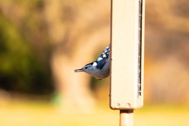 Bu küçük tatlı tımarhane, bu fotoğraf çekildiğinde süet besleyiciye tutunuyordu. Küçük kuş bana neredeyse siyah beyaz tüylü bir pengueni anımsatıyor. Kuşumuz biraz yemek için dışarı çıktı..
