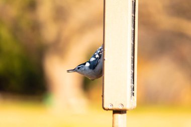 Bu küçük tatlı tımarhane, bu fotoğraf çekildiğinde süet besleyiciye tutunuyordu. Küçük kuş bana neredeyse siyah beyaz tüylü bir pengueni anımsatıyor. Kuşumuz biraz yemek için dışarı çıktı..