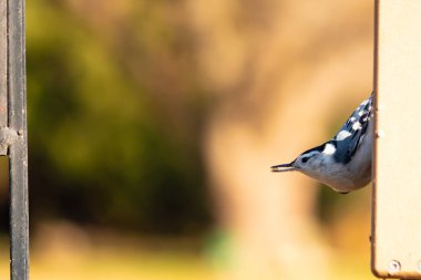 Bu küçük tatlı tımarhane, bu fotoğraf çekildiğinde süet besleyiciye tutunuyordu. Küçük kuş bana neredeyse siyah beyaz tüylü bir pengueni anımsatıyor. Kuşumuz biraz yemek için dışarı çıktı..