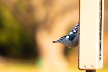 Bu küçük tatlı tımarhane, bu fotoğraf çekildiğinde süet besleyiciye tutunuyordu. Küçük kuş bana neredeyse siyah beyaz tüylü bir pengueni anımsatıyor. Kuşumuz biraz yemek için dışarı çıktı..