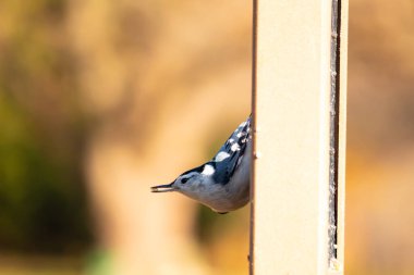 Bu küçük tatlı tımarhane, bu fotoğraf çekildiğinde süet besleyiciye tutunuyordu. Küçük kuş bana neredeyse siyah beyaz tüylü bir pengueni anımsatıyor. Kuşumuz biraz yemek için dışarı çıktı..