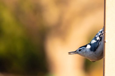 Bu küçük tatlı tımarhane, bu fotoğraf çekildiğinde süet besleyiciye tutunuyordu. Küçük kuş bana neredeyse siyah beyaz tüylü bir pengueni anımsatıyor. Kuşumuz biraz yemek için dışarı çıktı..