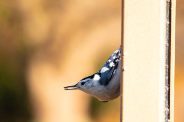 Bu küçük tatlı tımarhane, bu fotoğraf çekildiğinde süet besleyiciye tutunuyordu. Küçük kuş bana neredeyse siyah beyaz tüylü bir pengueni anımsatıyor. Kuşumuz biraz yemek için dışarı çıktı..