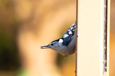 Bu küçük tatlı tımarhane, bu fotoğraf çekildiğinde süet besleyiciye tutunuyordu. Küçük kuş bana neredeyse siyah beyaz tüylü bir pengueni anımsatıyor. Kuşumuz biraz yemek için dışarı çıktı..