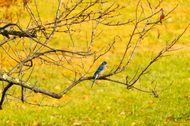 Bu şeftali ağacına tünemiş bir kuşun güzel bir görüntüsü. Sonbahar mevsimi nedeniyle yapraksız uzuvlar. Bu parlak mavi karga çevreden görünüyor..