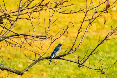 Bu şeftali ağacına tünemiş bir kuşun güzel bir görüntüsü. Sonbahar mevsimi nedeniyle yapraksız uzuvlar. Bu parlak mavi karga çevreden görünüyor..