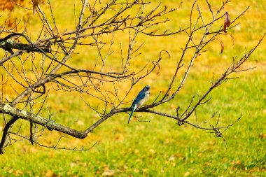 Bu şeftali ağacına tünemiş bir kuşun güzel bir görüntüsü. Sonbahar mevsimi nedeniyle yapraksız uzuvlar. Bu parlak mavi karga çevreden görünüyor..