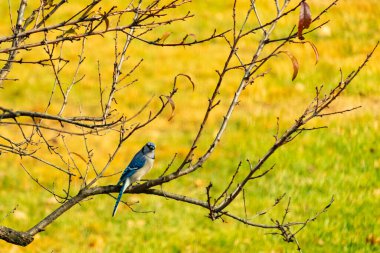 Bu şeftali ağacına tünemiş bir kuşun güzel bir görüntüsü. Sonbahar mevsimi nedeniyle yapraksız uzuvlar. Bu parlak mavi karga çevreden görünüyor..