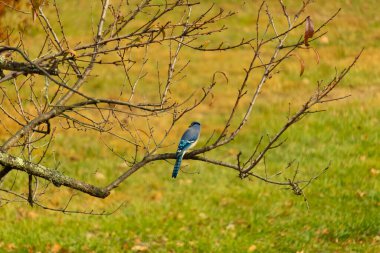Bu şeftali ağacına tünemiş bir kuşun güzel bir görüntüsü. Sonbahar mevsimi nedeniyle yapraksız uzuvlar. Bu parlak mavi karga çevreden görünüyor..