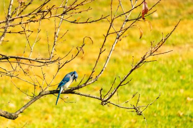 Bu şeftali ağacına tünemiş bir kuşun güzel bir görüntüsü. Sonbahar mevsimi nedeniyle yapraksız uzuvlar. Bu parlak mavi karga çevreden görünüyor..