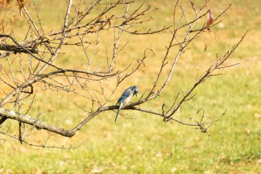 Bu şeftali ağacına tünemiş bir kuşun güzel bir görüntüsü. Sonbahar mevsimi nedeniyle yapraksız uzuvlar. Bu parlak mavi karga çevreden görünüyor..