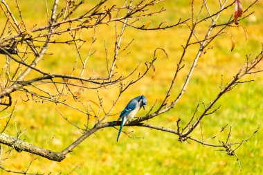 Bu şeftali ağacına tünemiş bir kuşun güzel bir görüntüsü. Sonbahar mevsimi nedeniyle yapraksız uzuvlar. Bu parlak mavi karga çevreden görünüyor..