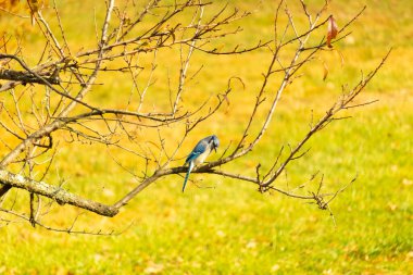 Bu şeftali ağacına tünemiş bir kuşun güzel bir görüntüsü. Sonbahar mevsimi nedeniyle yapraksız uzuvlar. Bu parlak mavi karga çevreden görünüyor..
