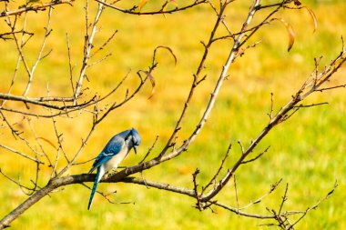 Bu şeftali ağacına tünemiş bir kuşun güzel bir görüntüsü. Sonbahar mevsimi nedeniyle yapraksız uzuvlar. Bu parlak mavi karga çevreden görünüyor..