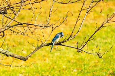 Bu şeftali ağacına tünemiş bir kuşun güzel bir görüntüsü. Sonbahar mevsimi nedeniyle yapraksız uzuvlar. Bu parlak mavi karga çevreden görünüyor..