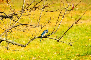 Bu şeftali ağacına tünemiş bir kuşun güzel bir görüntüsü. Sonbahar mevsimi nedeniyle yapraksız uzuvlar. Bu parlak mavi karga çevreden görünüyor..