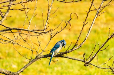 Bu şeftali ağacına tünemiş bir kuşun güzel bir görüntüsü. Sonbahar mevsimi nedeniyle yapraksız uzuvlar. Bu parlak mavi karga çevreden görünüyor..