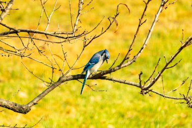 Bu şeftali ağacına tünemiş bir kuşun güzel bir görüntüsü. Sonbahar mevsimi nedeniyle yapraksız uzuvlar. Bu parlak mavi karga çevreden görünüyor..