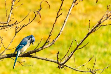 Bu şeftali ağacına tünemiş bir kuşun güzel bir görüntüsü. Sonbahar mevsimi nedeniyle yapraksız uzuvlar. Bu parlak mavi karga çevreden görünüyor..