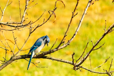 Bu şeftali ağacına tünemiş bir kuşun güzel bir görüntüsü. Sonbahar mevsimi nedeniyle yapraksız uzuvlar. Bu parlak mavi karga çevreden görünüyor..