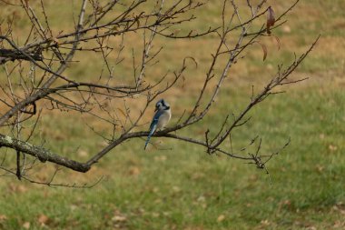 Bu şeftali ağacına tünemiş bir kuşun güzel bir görüntüsü. Sonbahar mevsimi nedeniyle yapraksız uzuvlar. Bu parlak mavi karga çevreden görünüyor..