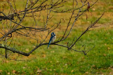 Bu şeftali ağacına tünemiş bir kuşun güzel bir görüntüsü. Sonbahar mevsimi nedeniyle yapraksız uzuvlar. Bu parlak mavi karga çevreden görünüyor..