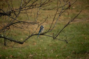 Bu şeftali ağacına tünemiş bir kuşun güzel bir görüntüsü. Sonbahar mevsimi nedeniyle yapraksız uzuvlar. Bu parlak mavi karga çevreden görünüyor..